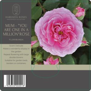 mum you are one in a million rose