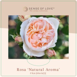 natural aroma rose