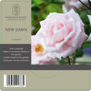 new dawn rose