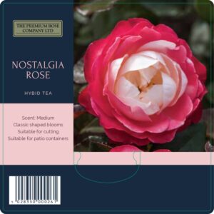 nostalgia rose
