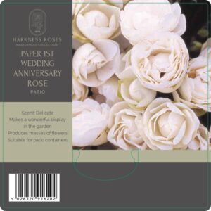 paper 1st wedding anniversary rose