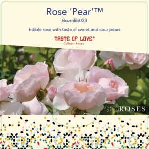 pear rose
