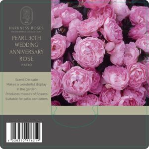 pearl 30th wedding anniversary rose