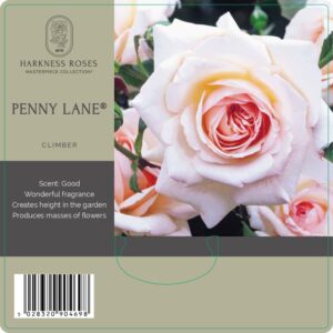 penny lane rose
