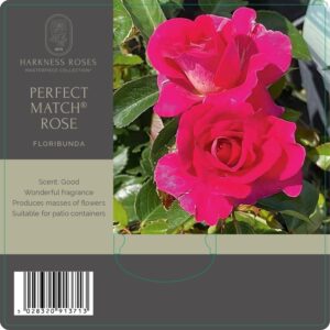 perfect match rose