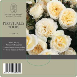 perpetually yours rose