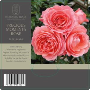 precious moments rose