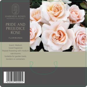 pride & prejudice rose