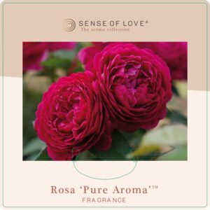 pure aroma rose