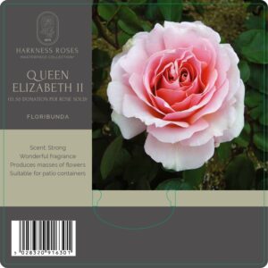 Queen elizabeth II rose