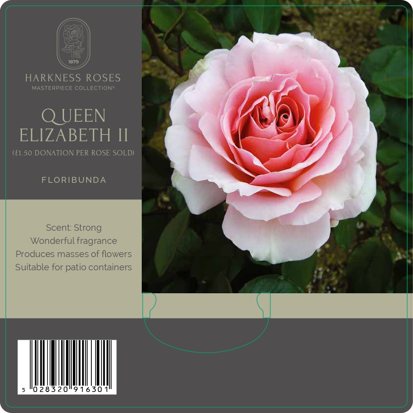 Queen elizabeth II rose