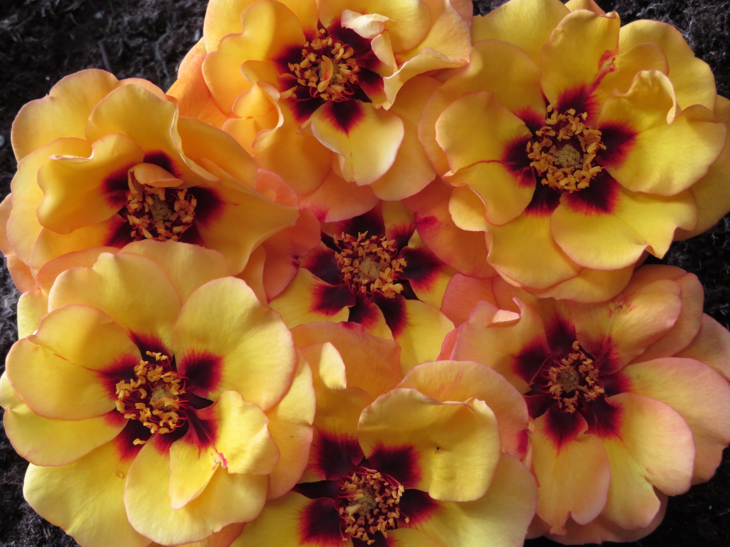 iceberg rose