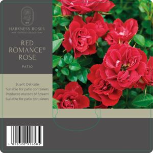 red romance rose