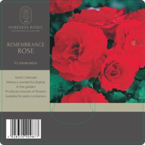rememberence rose