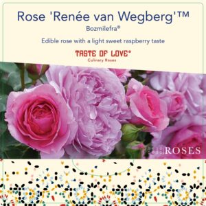 renee van wegberg rose