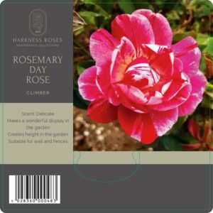 rosemary day rose