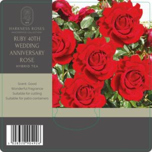 ruby 40th wedding anniversary rose