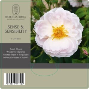 sense & sensibility rose