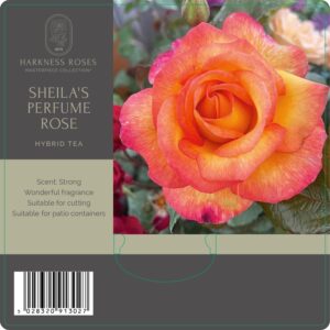 sheilas perfume rose