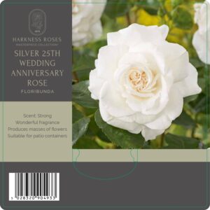 silver 25th wedding anniversary rose