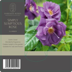 simply sumptious rose