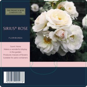 sirius rose