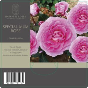 special mum rose