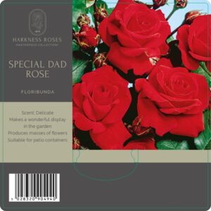 special dad rose