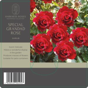 special grandad rose