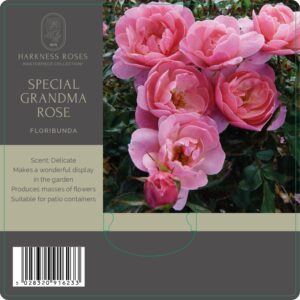 special grandma rose