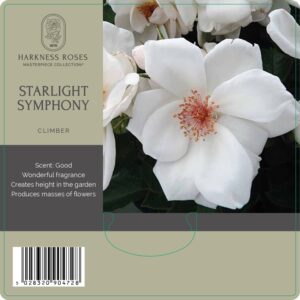 starlight symphony rose
