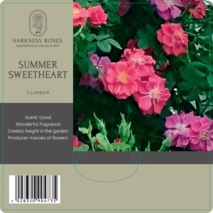 summer sweetheart rose