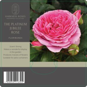 the platinum jubilee rose