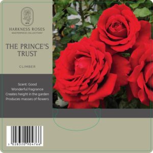 the prince's trust rose