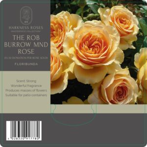 the rob burrows mind rose