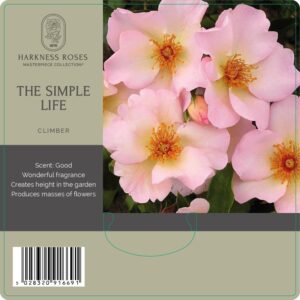 the simple life rose