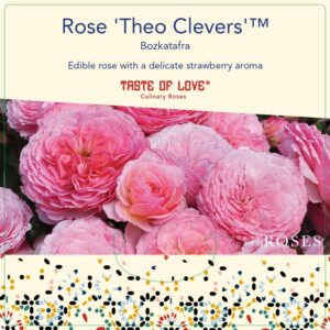 theo clevers rose