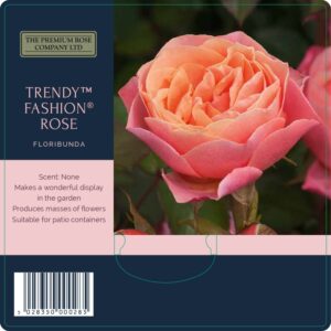 trendy fashion rose