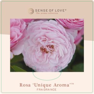 unique aroma rose