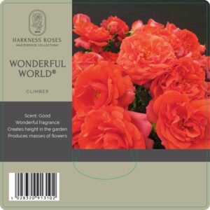 wonderful world rose