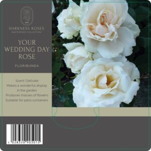 your wedding day rose